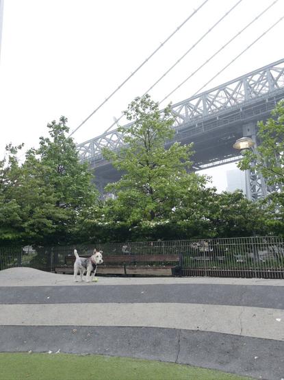A dog stands with their ball in a foggy dog park with the Williamsburg bridge in the background.