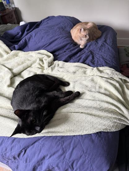 An orange cat named Kris and a black cat named Kim laying on my bed which is their favorite spot in the world. A fact, they remind me of early every single morning wanting to get into my room. Kris actually just gets lonely, he also was probably starved as a kitten. Lots of emotions in him first thing in the morning.