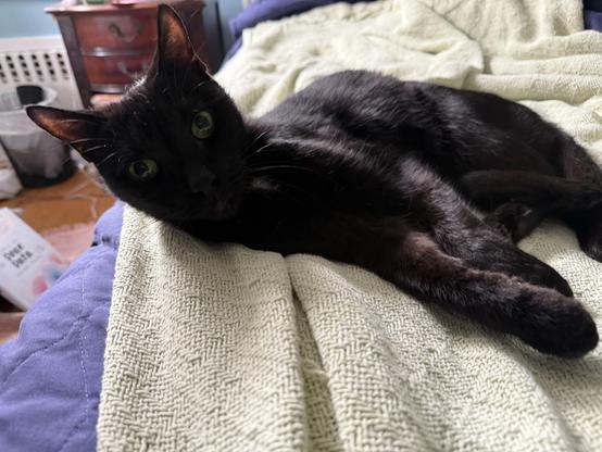 Kim was featured in a book called “not all black cats look alike” It was a very limited run and we had no idea at first. I found it at a used bookstore or something and literally jumped for joy. She is super affectionate. Loves people. But would much rather you didn’t see her. If you’re hanging at my house late, she’ll end up in your lap. But you might not have realized I had two cats before that.

Yes, their names are a Kardashians reference. No, we didn’t name them.
