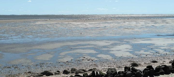 Pellwormer Wattenmeer bei Ebbe