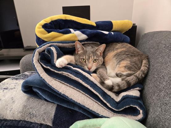 Grey cat with orange patches and a striped tail which curls around her white stomach floof rests atop a magnificent throne of blankets. Her arm is outstretched with the camera catching a glimpse of her adorable little pink beans. A blue, white, and yellow blanket crests her body giving it a cave like appearance. She as comfy as she is breathtaking. She also told me to write that she is angry I took her picture without permission.