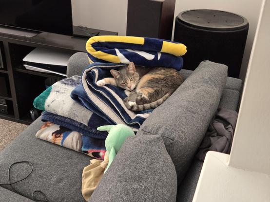 Another photo of: Grey cat with orange patches and a striped tail which curls around her white stomach floof rests atop a magnificent throne of blankets. A blue, white, and yellow blanket crests her body giving it a cave like appearance. She as comfy as she is breathtaking. She also told me to write that she is angry I took her picture without permission.