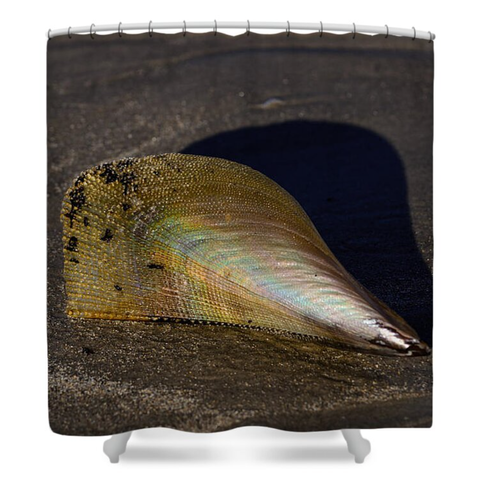 A large iridescent Pen Shell washed ashore and rests on the wet sand of the beach.  Image printed on a shower curtain.  Photography by Debra Martz