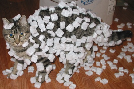 cat covered in packing peanuts due to static electricity