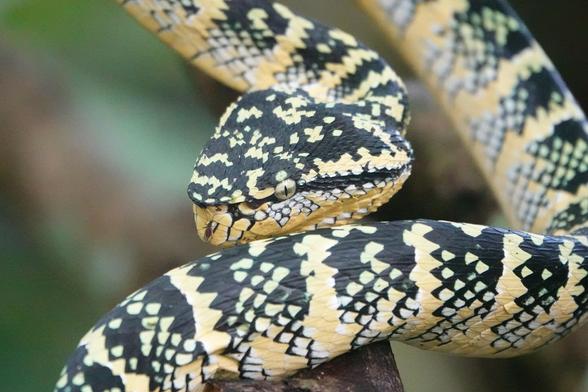 Close-up showing the snake's head and part of its body. It has a triangular head and a yellow body with a mosaic of black stripes along its body.