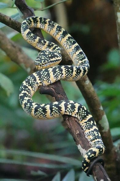 A shot from further away, showing the snake loosely curled in an S-shape along a sloping branch.