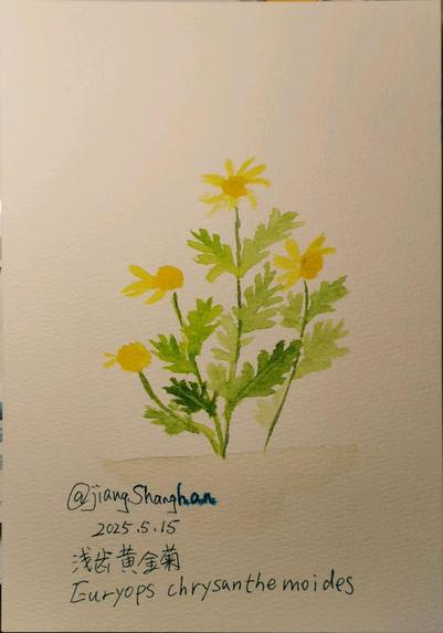 浅齿黄金菊 Euryops chrysanthemoides
yellow flowers, green leaves. watercolor