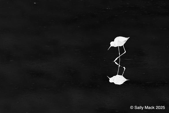 A stark black-and-white photo, silhouetting in white a black-necked stilt on a black background. The stilt and reflection are in the right side of the photo. The bird is mostly in profile, one leg raised, head and beak pointed downwards. The reflection has a few breaks in the very slightly-moving water.