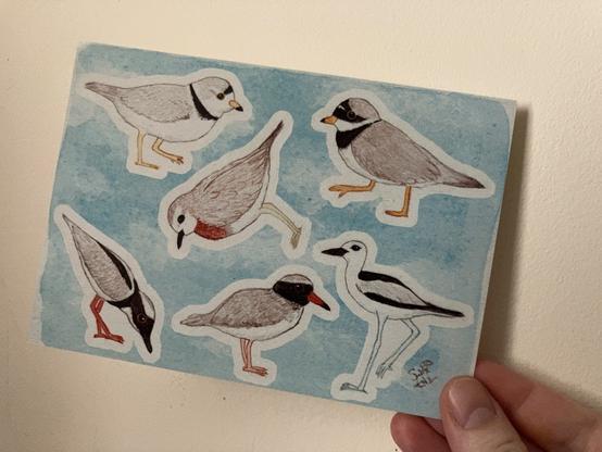 Sticker sheet of assorted plover birds: a piping plover, common ringed plover, caspian plover, pied plover, shore plover, and crab plover