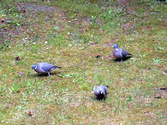 Drei Tauben im Dreieck bei Futtersuche auf einer Grünfläche