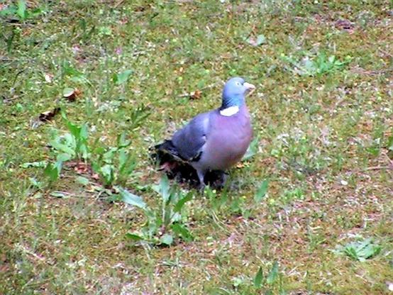 Eine Taube von rechts vorn auf Futtersuche. Der grünliche Kopf ist erhoben, die rötlich-graue Brust zeigt in Richtung Kamera.
Die Taube steht auf einer Grünfläche, es sind einige Blattpflanzen und etwas trockener Rasen im Bild.