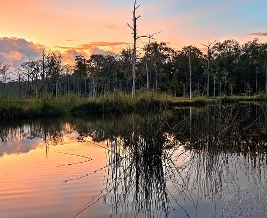 Exploring some of the less accessible areas of Goodby's Creek, a hidden gem of Jacksonville. So many moods presented by this wetland landscape. Early morning hours on colder days bring fog, darkness, and a haunted vibe. Warm humid days bring the lush, tropical vibe to life, while maintaining the mystery and danger that may remain hidden among the reeds. Sunrise always brings an array of colors, here interacting with fast moving blue cloud formations across the horizon to disperse lighter, pastel versions of the typical orange, yellow,  and pink shades, while still casting impressive reflections upon the calm, glass like water's surface below .