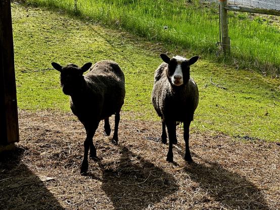 two sheep, including one which is all black look at the camera. They are backlit and their shadows can be seen in the foreground.