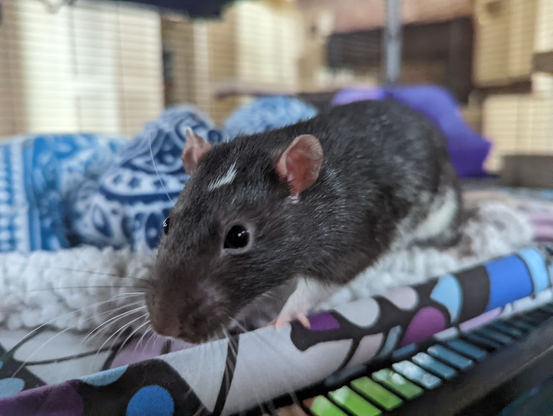 Oliver, a dark rat with a white marker on his head, and a white belly, sticking his nose out from an enclosure.
