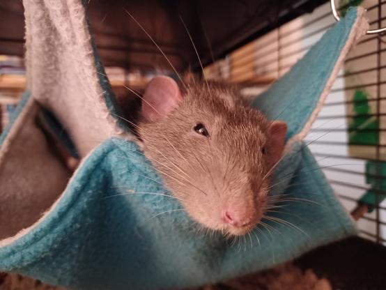 A cute pet rat lounging in his hammock, whiskers spread wide. If you look super close, you can see the pupil of his eye.