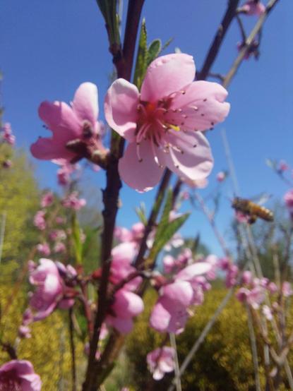 A pink peach tree blossom dominates the foreground, framed against a deep blue sky.  An out of focus bee is flying toward the blossom from the right side of the frame