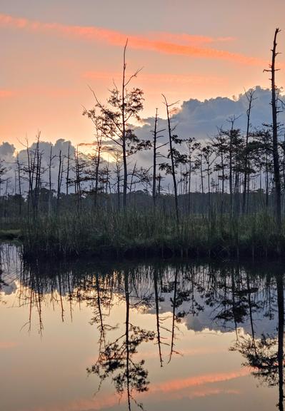 Exploring some of the less accessible areas of Goodby's Creek, a hidden gem of Jacksonville. So many moods presented by this wetland landscape. Early morning hours on colder days bring fog, darkness, and a haunted vibe. Warm humid days bring the lush, tropical vibe to life, while maintaining the mystery and danger that may remain hidden among the reeds. Sunrise always brings an array of colors, here interacting with fast moving blue cloud formations, resembling a mountain range, across the horizon to disperse lighter, pastel versions of the typical orange, yellow,  and pink shades, while still casting impressive reflections upon the calm, glass like water's surface below. Fading jet contrails in the sky absorb much of the pink shades as they streak across the sky.