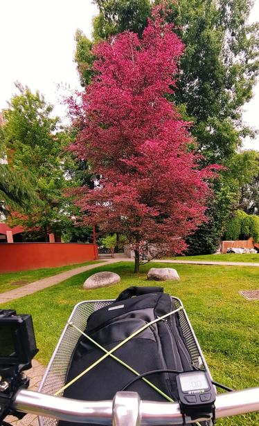 Foto dal manibrio della mia bici. Davanti c'è un prato su cui si staglia un alberello alto qualche metro pieno di foglie nuove di colore rosso-rosa brillante, molto luminoso