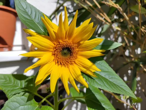 A close up photo of a small yellow sunflower.