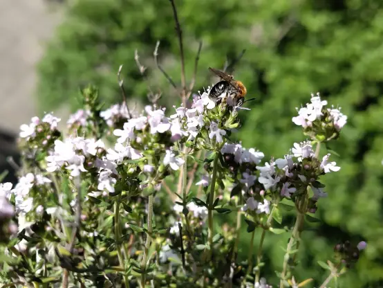 A photo of a bee on white thyme blossoms.