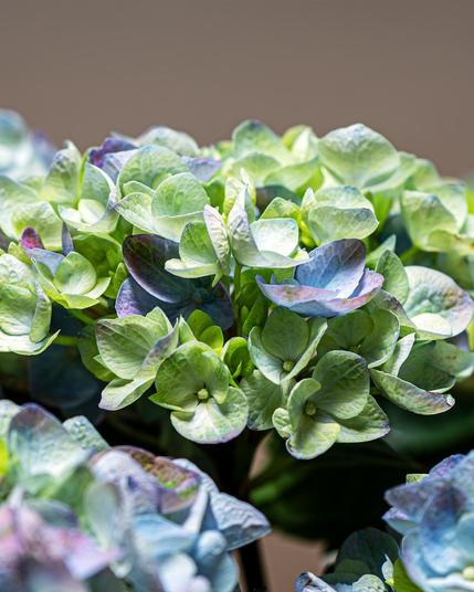 The image shows a cluster of hydrangea flowers. The petals are mainly green with hints of blue and purple, showcasing the plant's characteristic color variation.