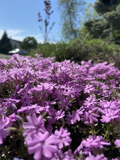 Ground level view of creeping phlox in flower. The flowers grow dense. Each flower has five heart- or v-shaped petals, with dots of deeper purple at the base near the center, where orange stamens are barely visible.
