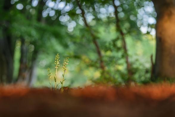 Drei Grünliche Waldhyazinthen im Abendlicht im lichten Wald. Die drei Orchideen sind scharf, der Rest des Fotos verschwindet in Unschärfe.