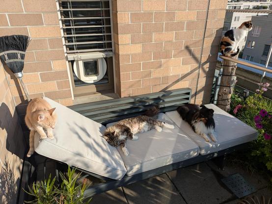 A lounger in the morning sun with a black tabby with white Maine Coon cat stretched out across the middle next to a tricolour Sheltie and a ginger tabby cat balancing on the raised left edge and a Calico cat sitting relaxed on a tall tree stump on the right side of the lounger. A cat flap is visible in the small window behind the lounger.