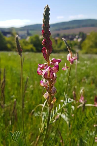 Kerzenförmige hohe Blume mit pinkfarbenen Lippenblüten. Hintergrund unscharf: Wiese und Berge, Gebäude im Tal.