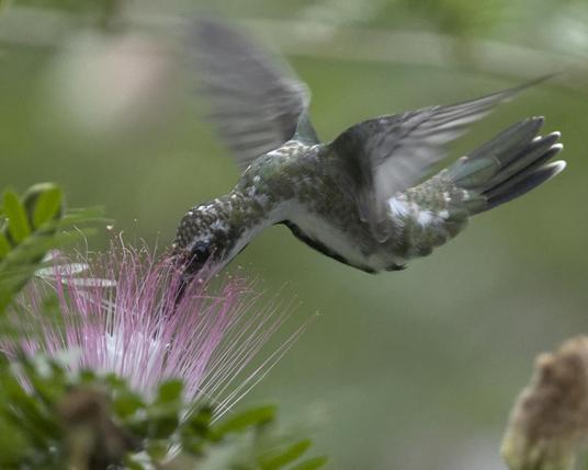 A photo of a hummingbird hovering to feed from a pink mimosa plant. The hummingbird has snow-white underparts separated by a thick black line, making her easily identifiable as a female Black-throated Mango. However, her green upperparts are heavily splotched with random snow-white patches. The background is the blurred pink and green of the garden where she is feeding. Canopy Camp, Darien, Panama. Photo by Peachfront.