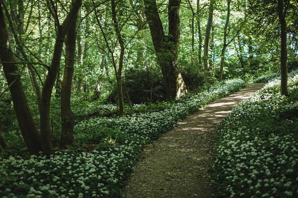 A path winds through a wood with swaths of wild garlic on either side.