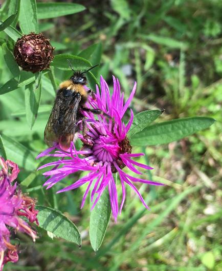 A cuckoo bumblebee on a pink-purple meadow knapweed at the edge of the forest. A bud can be seen at the top of the image. The background is the ground covered with green plants.