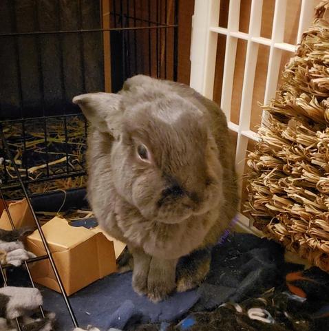 Small grey rabbit sitting with her back end firmly in a corner of her enclosure to avoid the grooming brush.