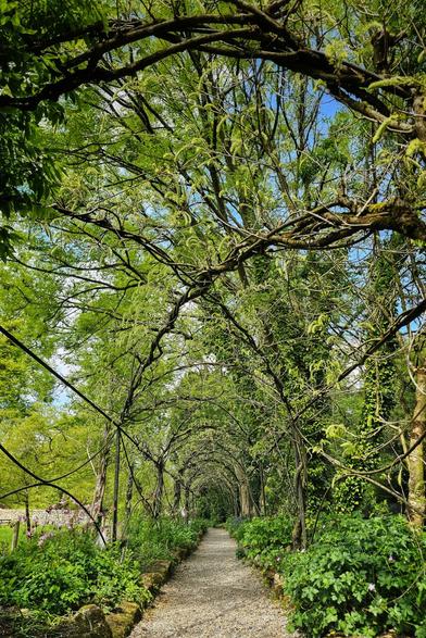 A ground-level, slightly upward-angled shot shows a narrow gravel path stretching into the distance, framed by an overhead canopy of intertwined trees and vibrant green foliage. Sunlight filters through the leaves, creating dappled shadows on the path. Lush green plants and some pink flowers line the sides of the pathway. The sky is visible in patches through the leaves above.
