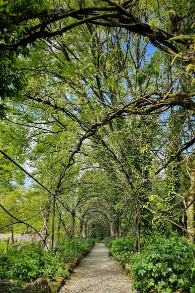 A ground-level, slightly upward-angled shot shows a narrow gravel path stretching into the distance, framed by an overhead canopy of intertwined trees and vibrant green foliage. Sunlight filters through the leaves, creating dappled shadows on the path. Lush green plants and some pink flowers line the sides of the pathway. The sky is visible in patches through the leaves above.
