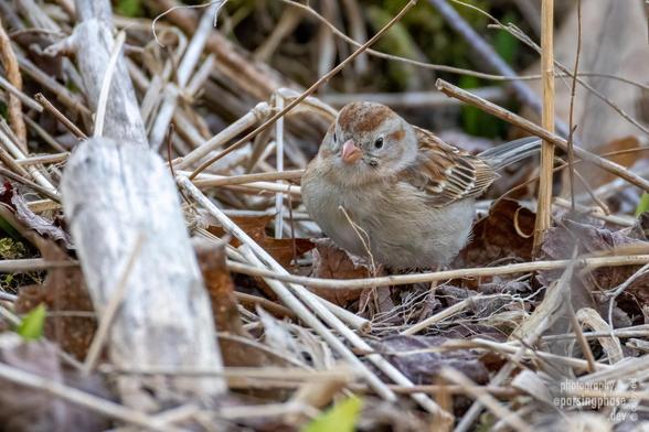 A round little pastel-toned sparrow forages in dray grass.