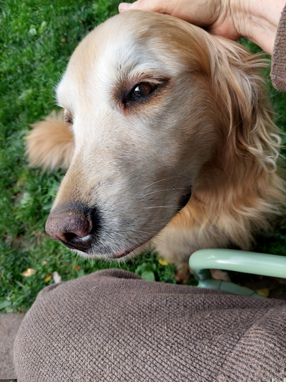 Closeup view of a Golden Retriever near a person's lap, with a hand petting the back of her head.