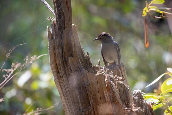 A Gray Catbird perches on a dead snag of wood, their head tilted to examine the wood for bugs. The Catbird’s body faces the camera, their tummy a paler gray than their wings and head. Their black beak is tipped to the left. A backlit bit of spiderweb reaches from the snag off the left of the image. Rhododendrons and dead grasses fade into blurry afternoon sun behind them.