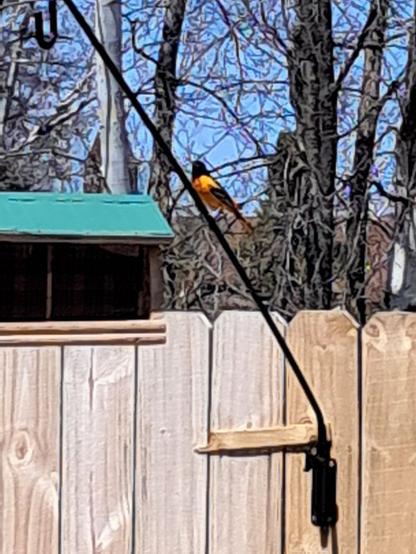 Baltimore Oriole sitting on a birdfeeder attatched to a wooden fence with budding trees in the background