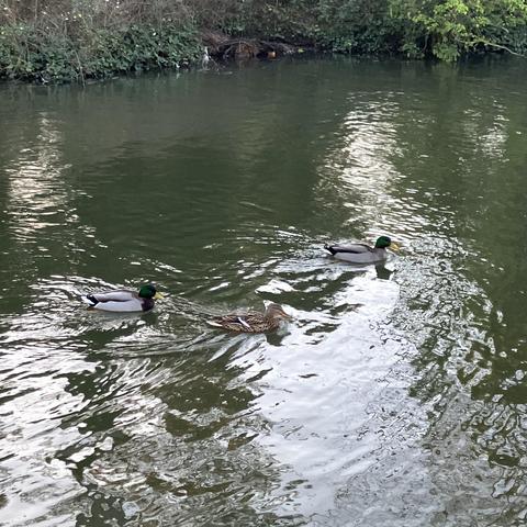 Three mallard ducks, a female between two males in a staggered line, swimming along on some green water.