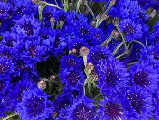 Bright blue cornflower blooms, with a number of buds popping out amongst the flowers.