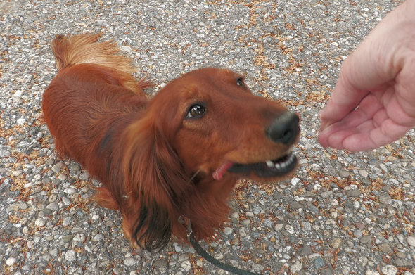 quality accepted 
piece of meat is now already at the back of his muzzle
about 20 per cent is visible out side