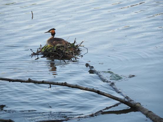 Great crested grebe nesting on a Canal