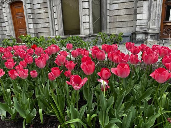 A plot of rose tulips in Montréal, near the McCord Museum
- - -
Une parcelle de tulipes roses à Montréal, près du musée McCord