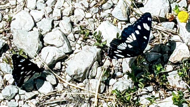 White and black butterflies chasing each other on the stoney foot path