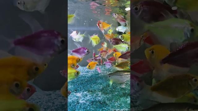 #facts #fish #fishtank #aquarium #pets #youtube