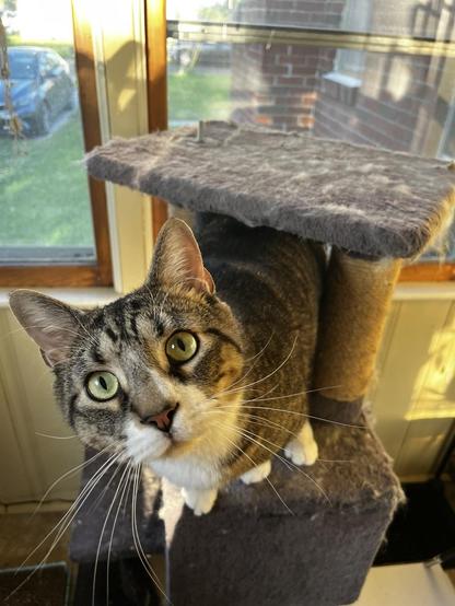 A brown tabby cat perches on a fur-strewn cat tower in front of a window. The cat is looking directly at the camera, with a curious expression.