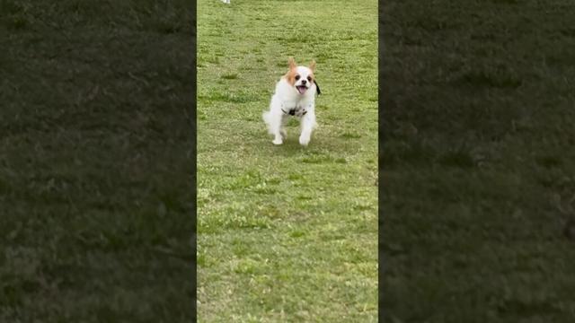 めっちゃ笑顔で走って来る犬 #shorts