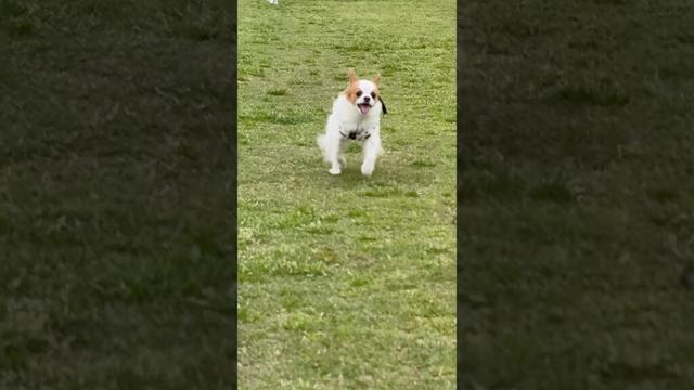 めっちゃ笑顔で走って来る犬 #shorts