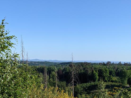 Blick über Wälder, ein paar kahle tote Bäume, im Hintergrund das Siebengebirge